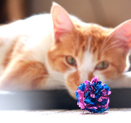 What Is Pet Screening and How It Reduces Tenant Risk