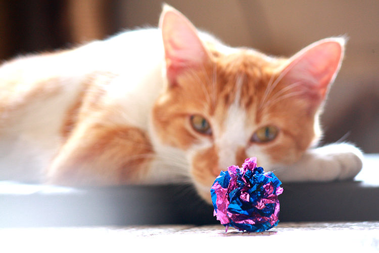 What Is Pet Screening and How It Reduces Tenant Risk